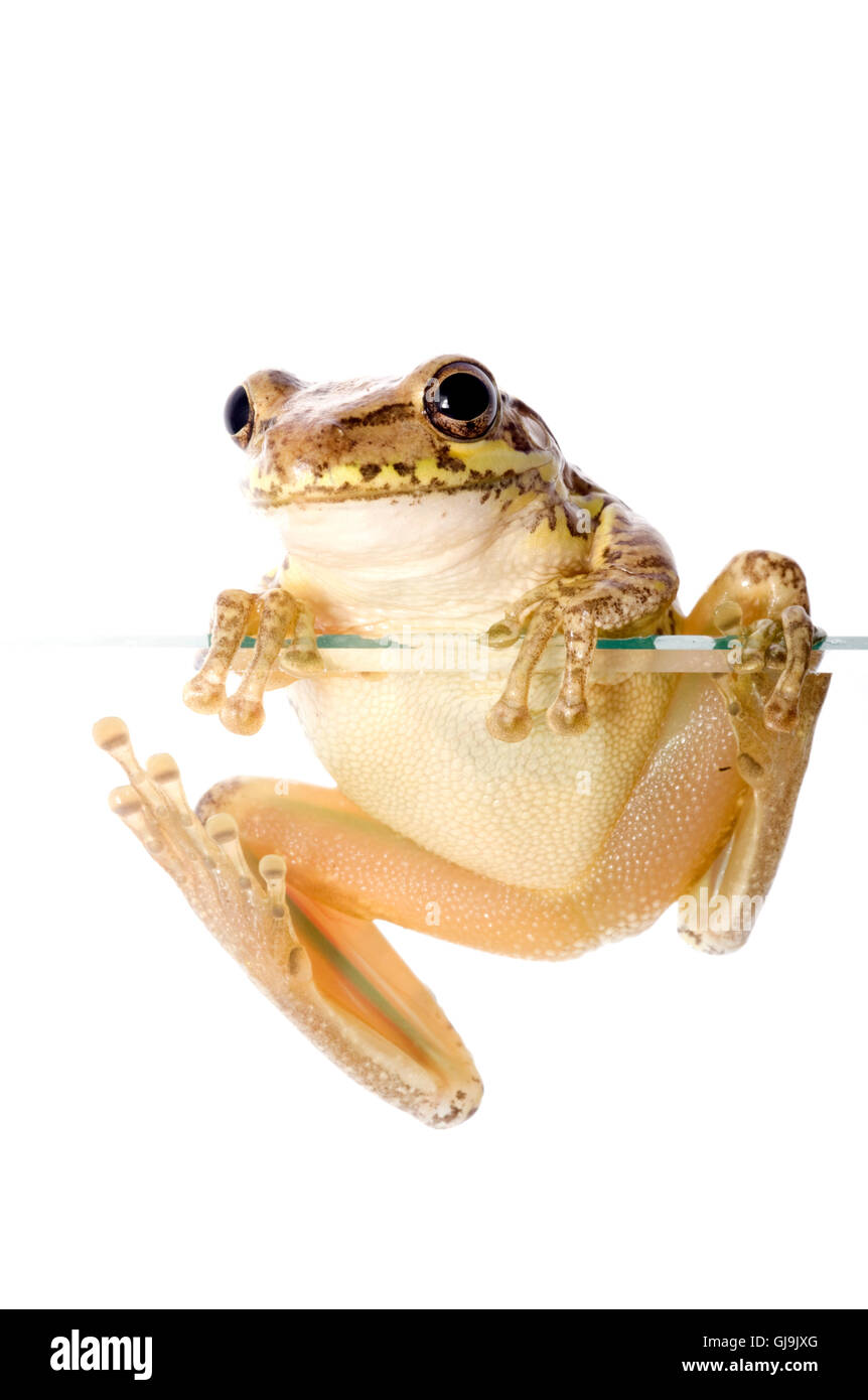 Cuban Tree Frog Climbing Stock Photo