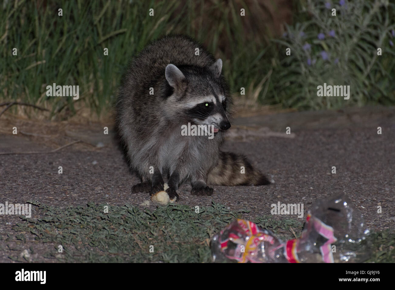 Raccoon, (Procyon lotor), eating trash.  Elephant Butte State Park, New Mexico, USA. Stock Photo