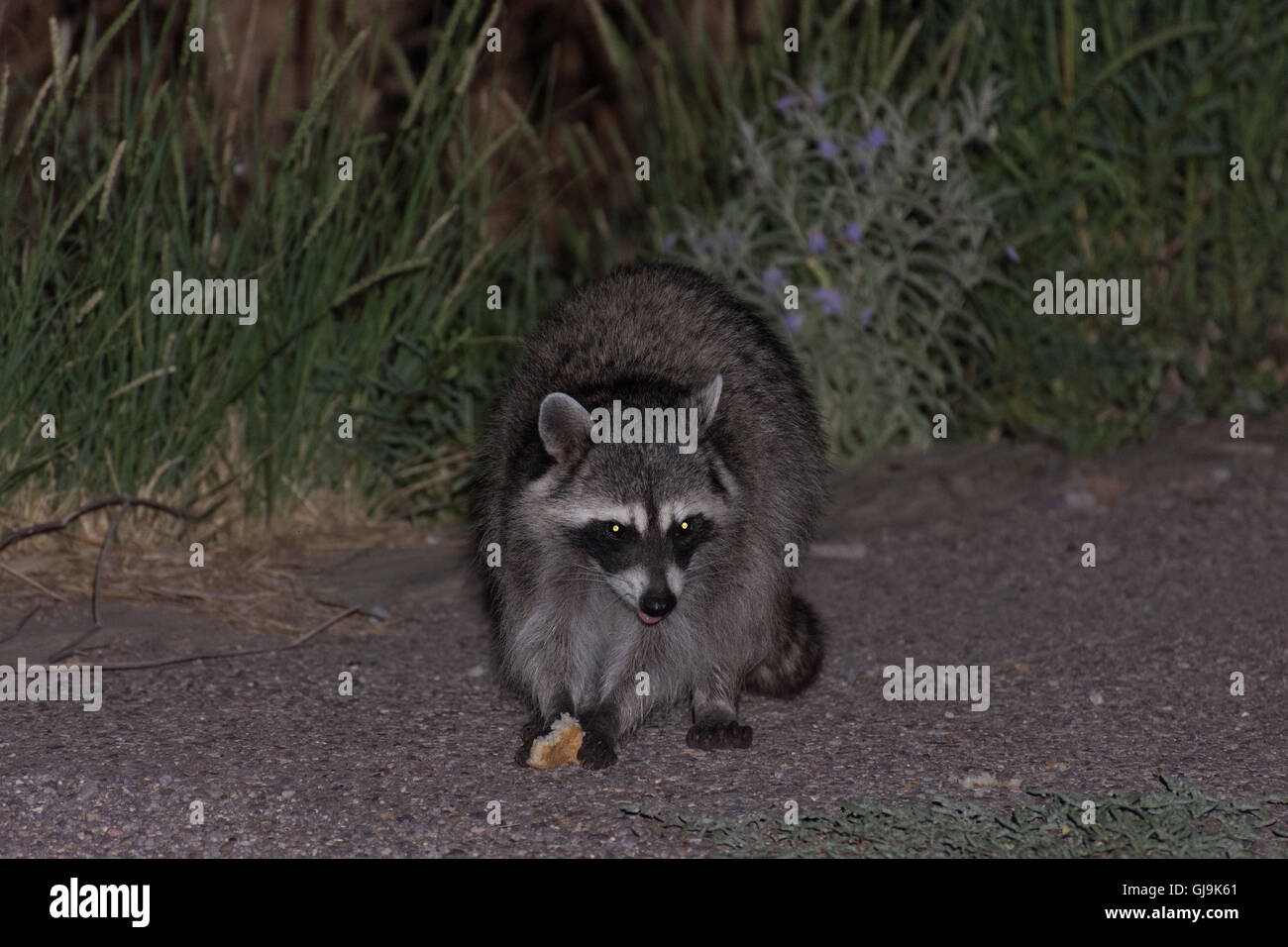 Raccoon, (Procyon lotor), eating trash.  Elephant Butte State Park, New Mexico, USA. Stock Photo