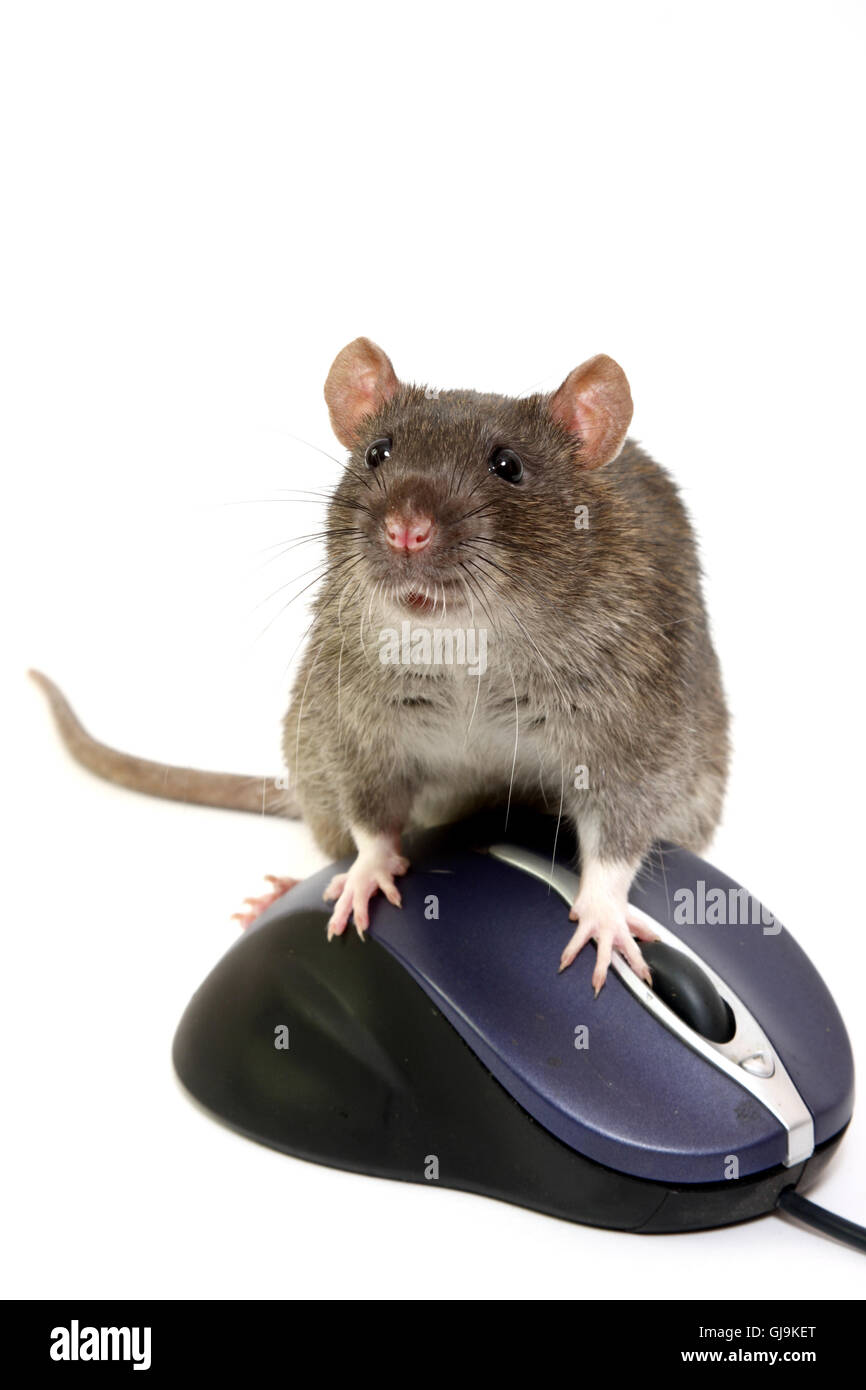 Rat and computer mouse hi-res stock photography and images - Alamy