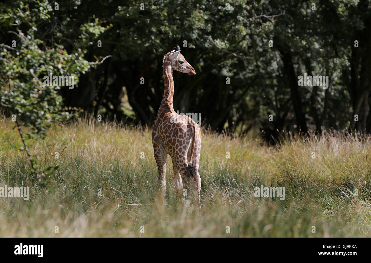 An as yet unnamed female Rothschild Giraffe calf explores her new surroundings of over 600 acres of animal reserve at Port Lympne Reserve near Ashford in Kent. Stock Photo