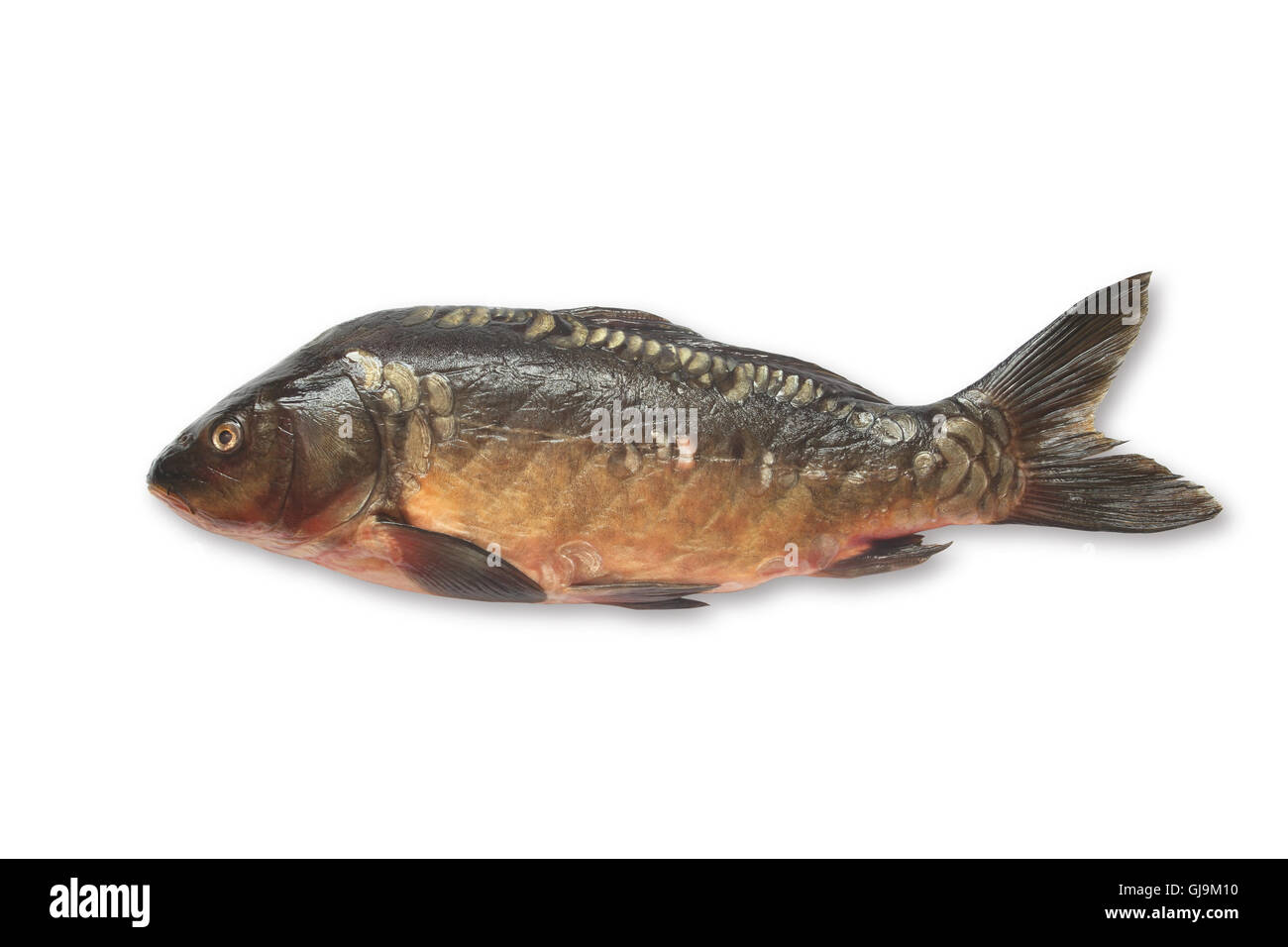 Fish profile Cut Out Stock Images & Pictures - Alamy