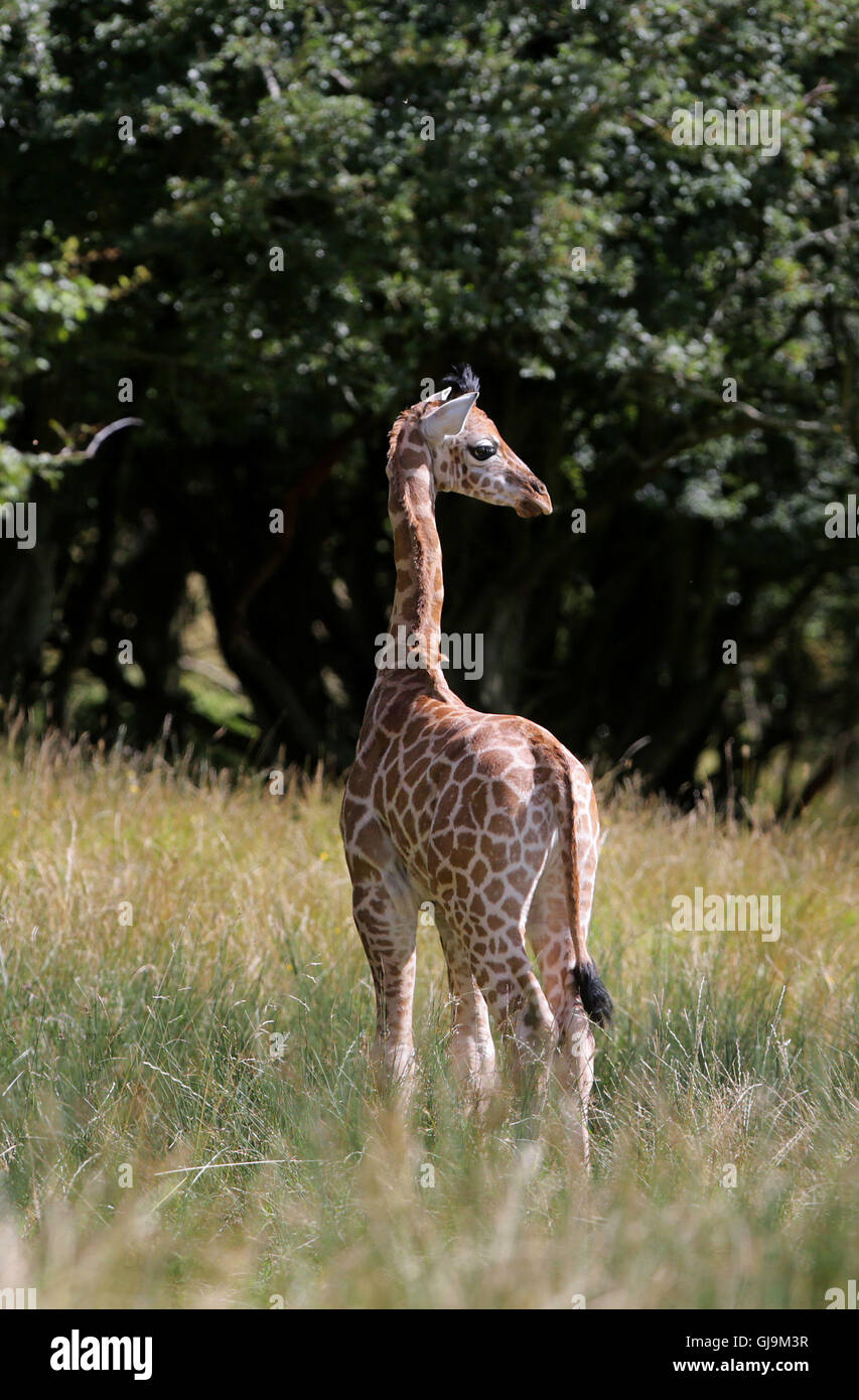An as yet unnamed female Rothschild Giraffe calf explores her new surroundings of over 600 acres of animal reserve at Port Lympne Reserve near Ashford in Kent. Stock Photo