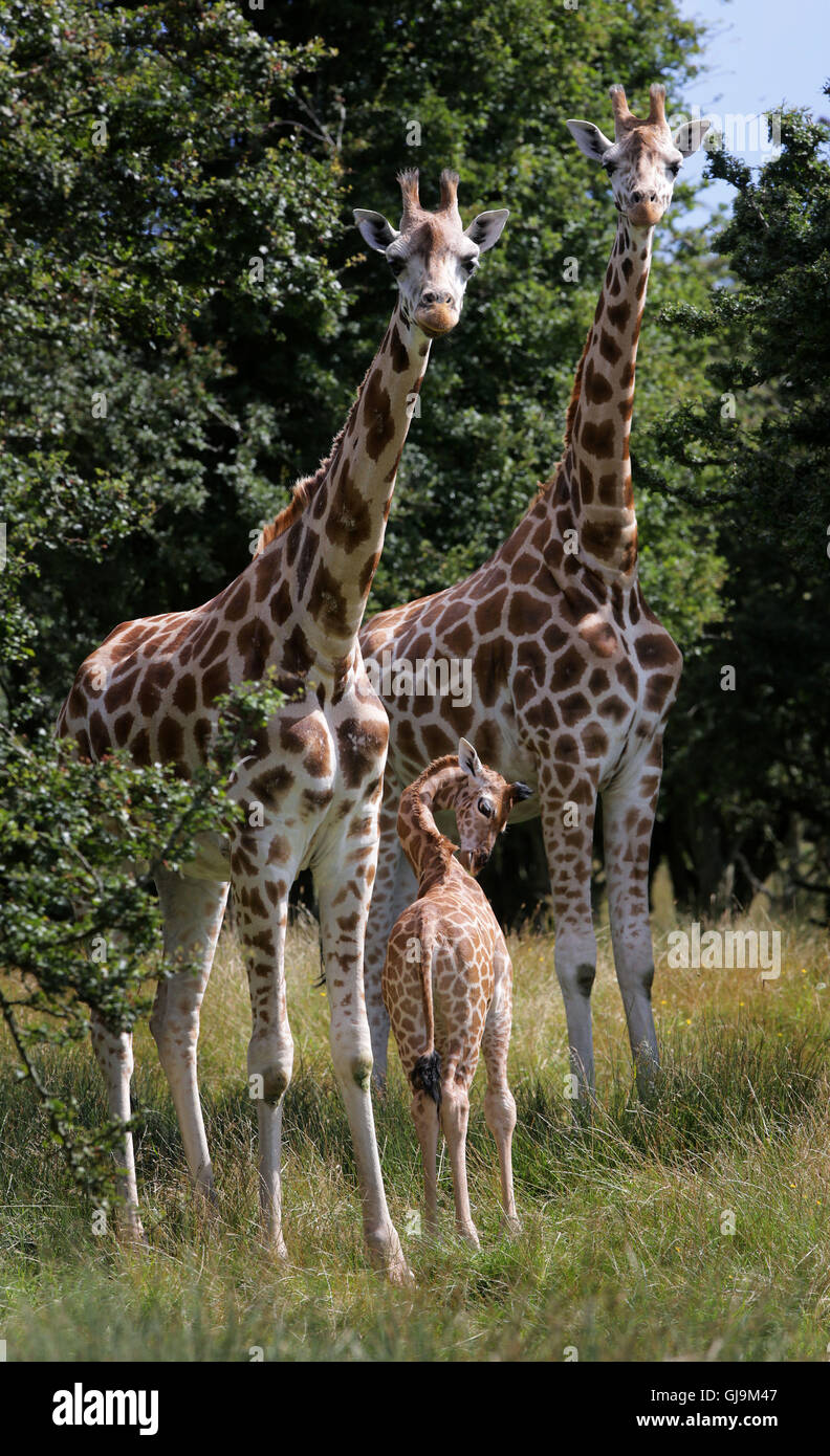 An as yet unnamed female Rothschild Giraffe calf with her mother Lunar and auntie Lehanar, exploring her new surroundings of over 600 acres of animal reserve at Port Lympne Reserve near Ashford in Kent. Stock Photo