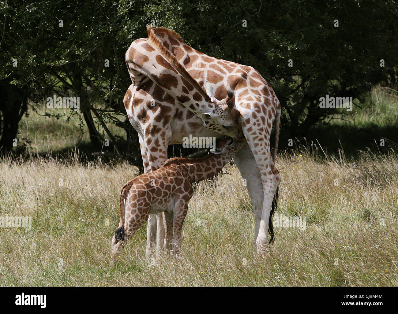 An as yet unnamed female Rothschild Giraffe calf with her mother Lunar, exploring her new surroundings of over 600 acres of animal reserve at Port Lympne Reserve near Ashford in Kent. Stock Photo