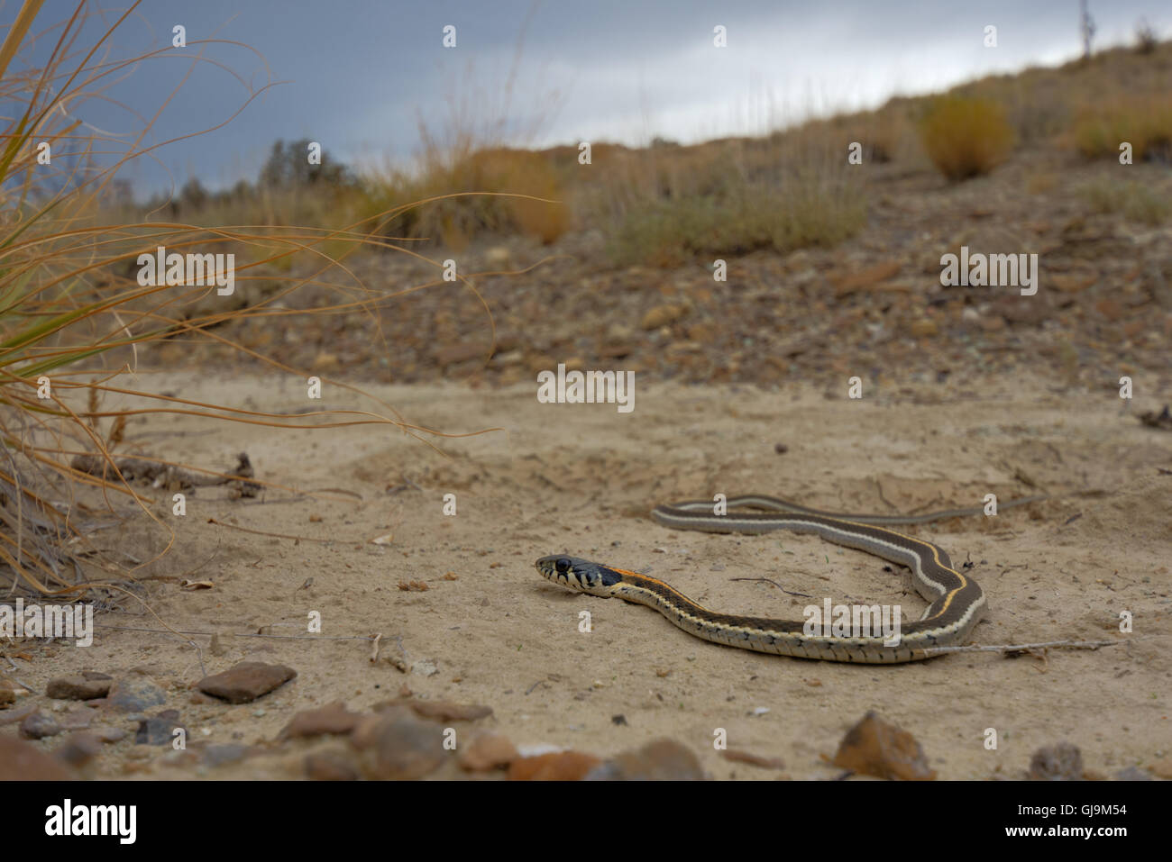 Western Black-necked garter Snake, (Thamnophis cyrtopsis cyrtopsis), crawling through the desert as a monsoon storm approaches. Stock Photo