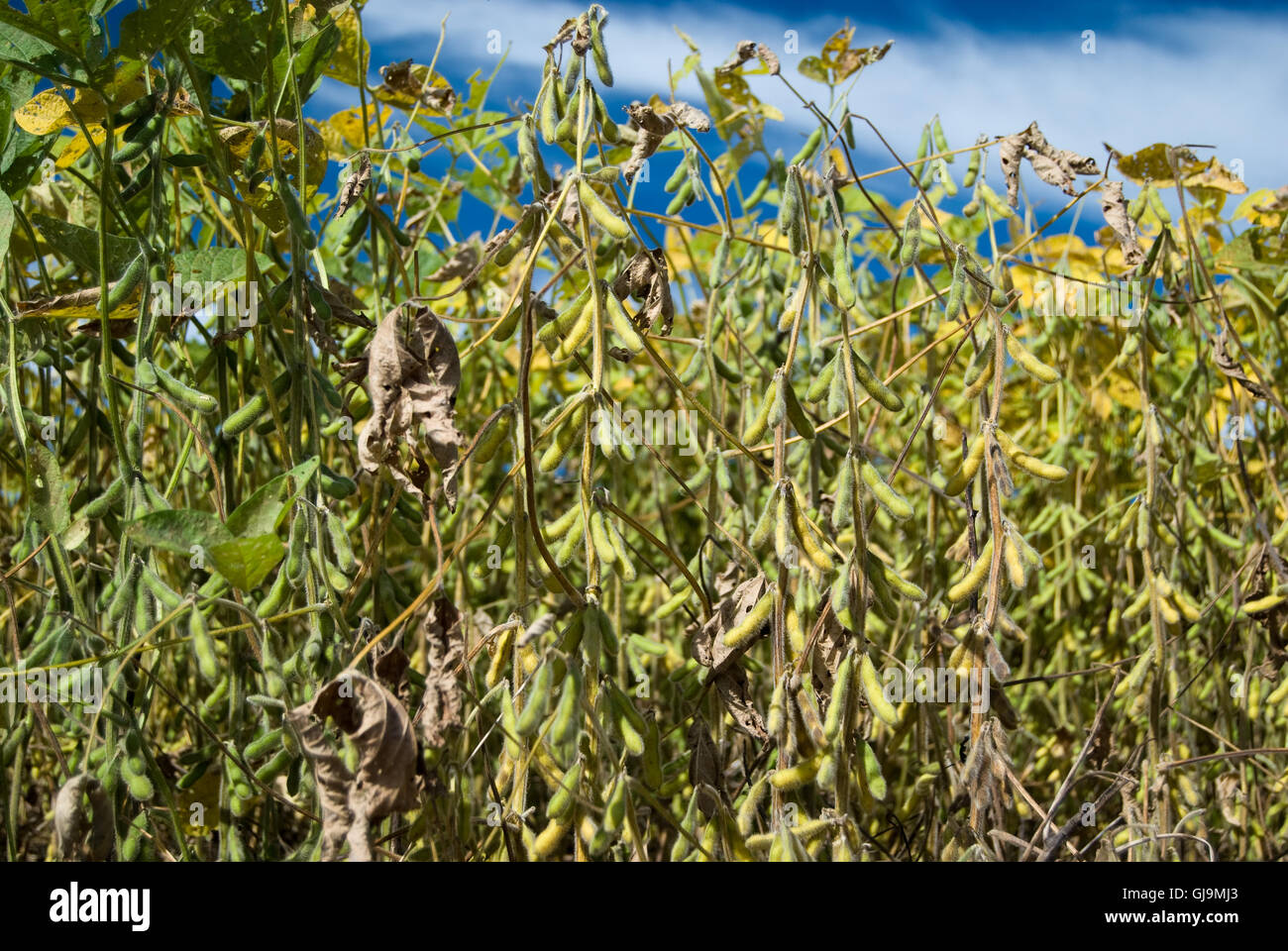 Soy bean brazil hi-res stock photography and images - Alamy