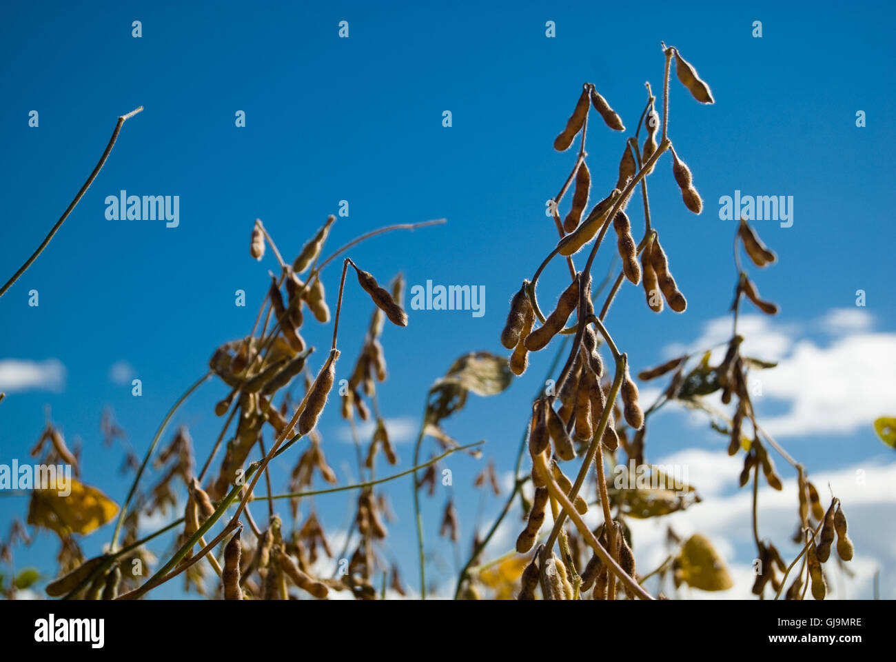 Soy bean plantation brazil hi-res stock photography and images - Alamy