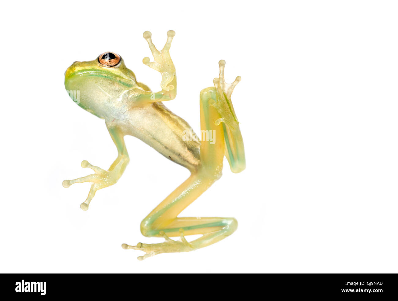 Baby Tree Frog Belly Stock Photo