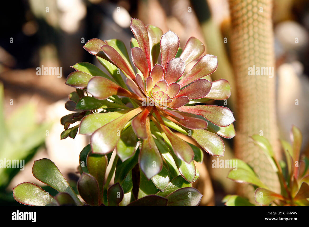 Green leaves botanic plant in hi-res stock photography and images - Alamy
