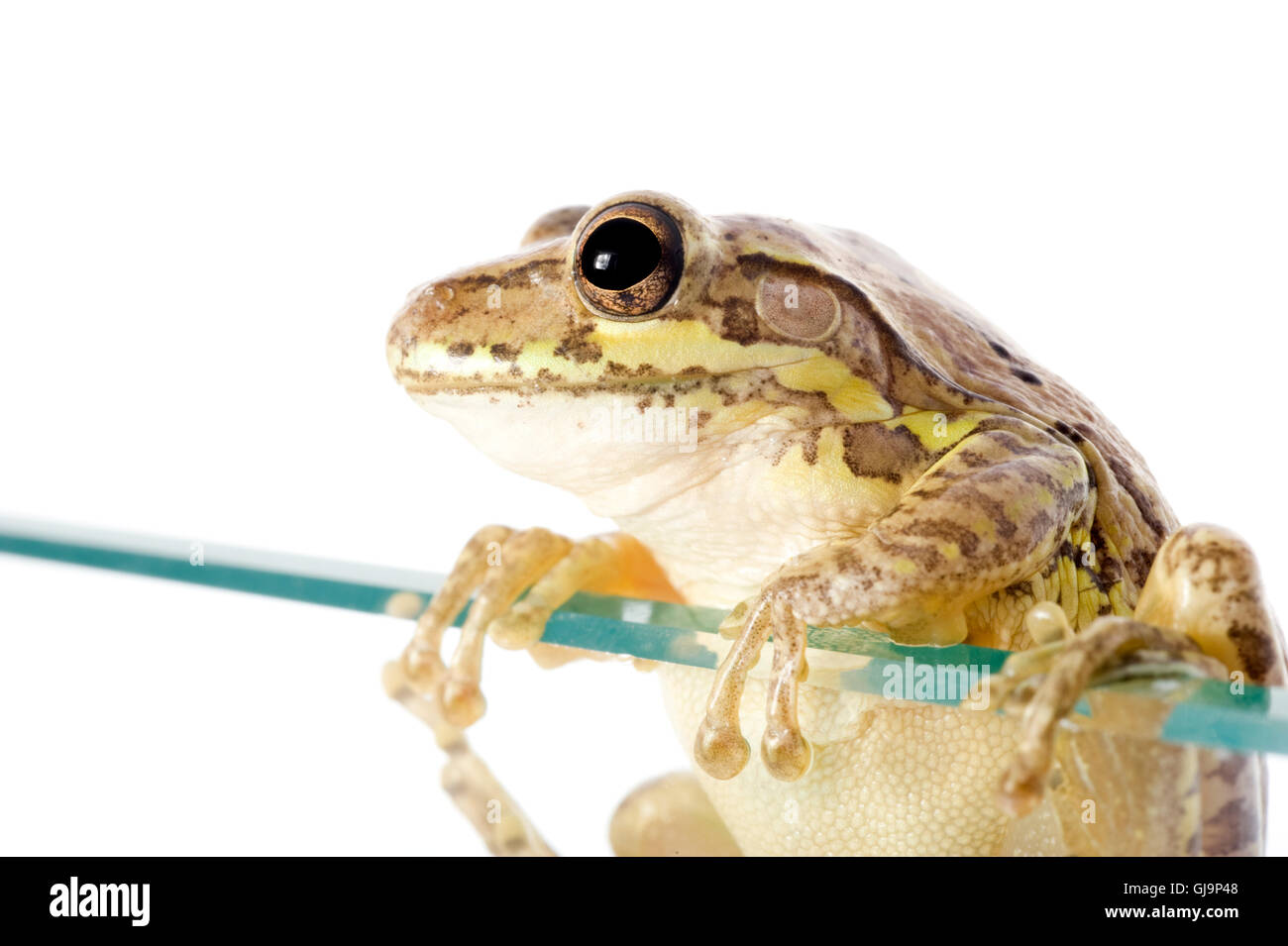 Cuban Tree Frog Invading Stock Photo