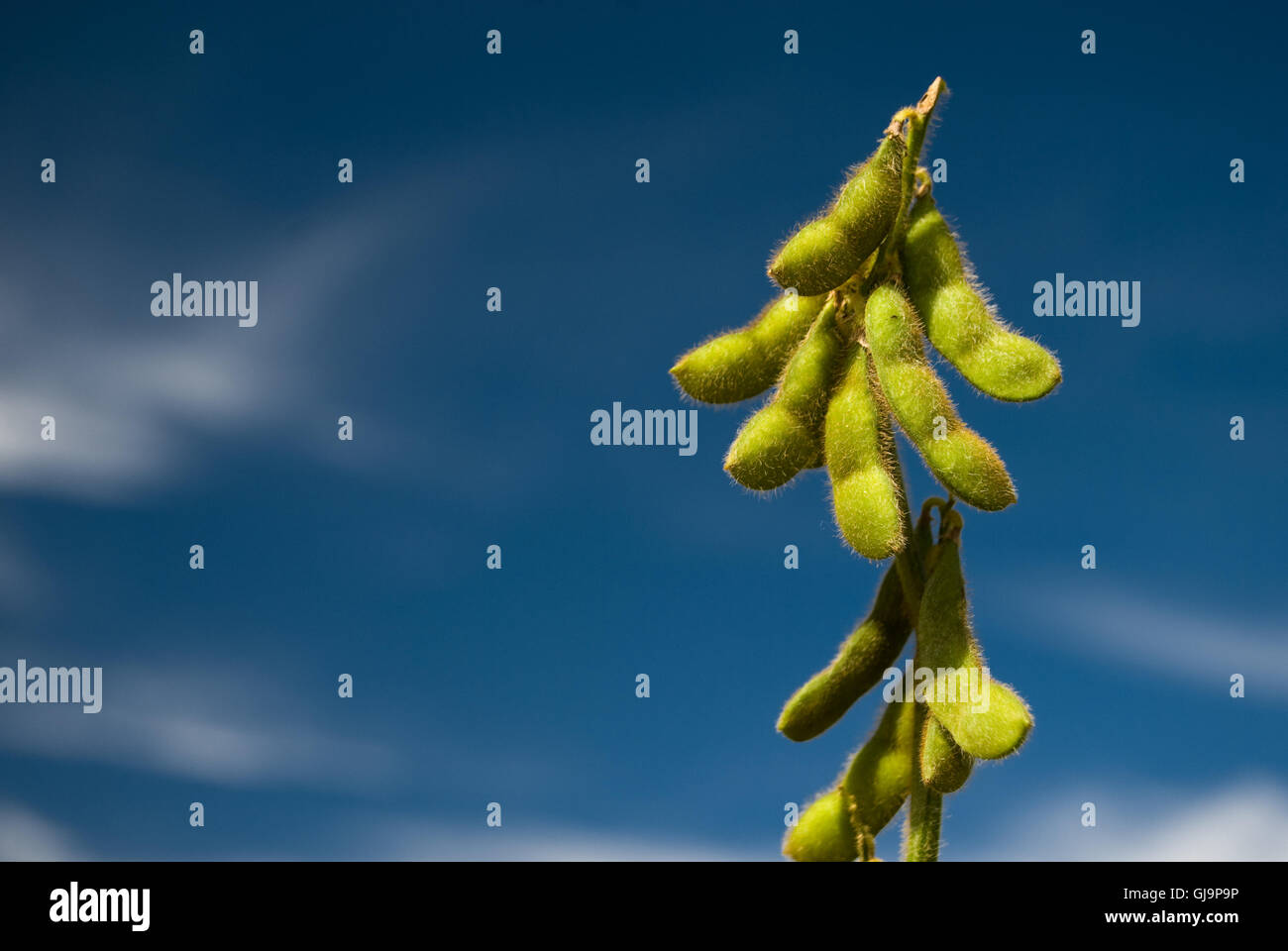 Soy bean plantation brazil hi-res stock photography and images - Alamy