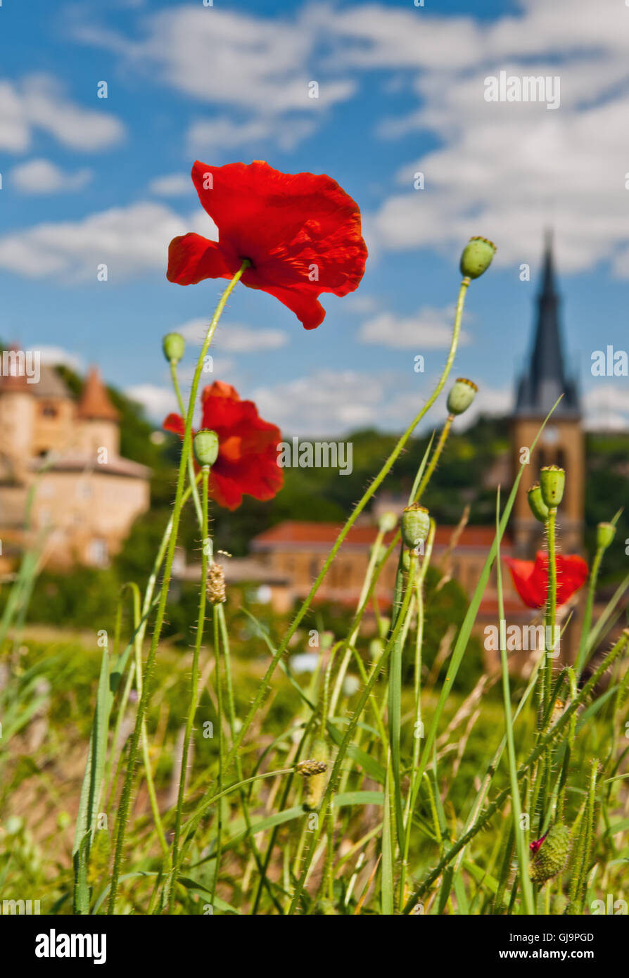 Poppies in french countryside hi-res stock photography and images - Alamy