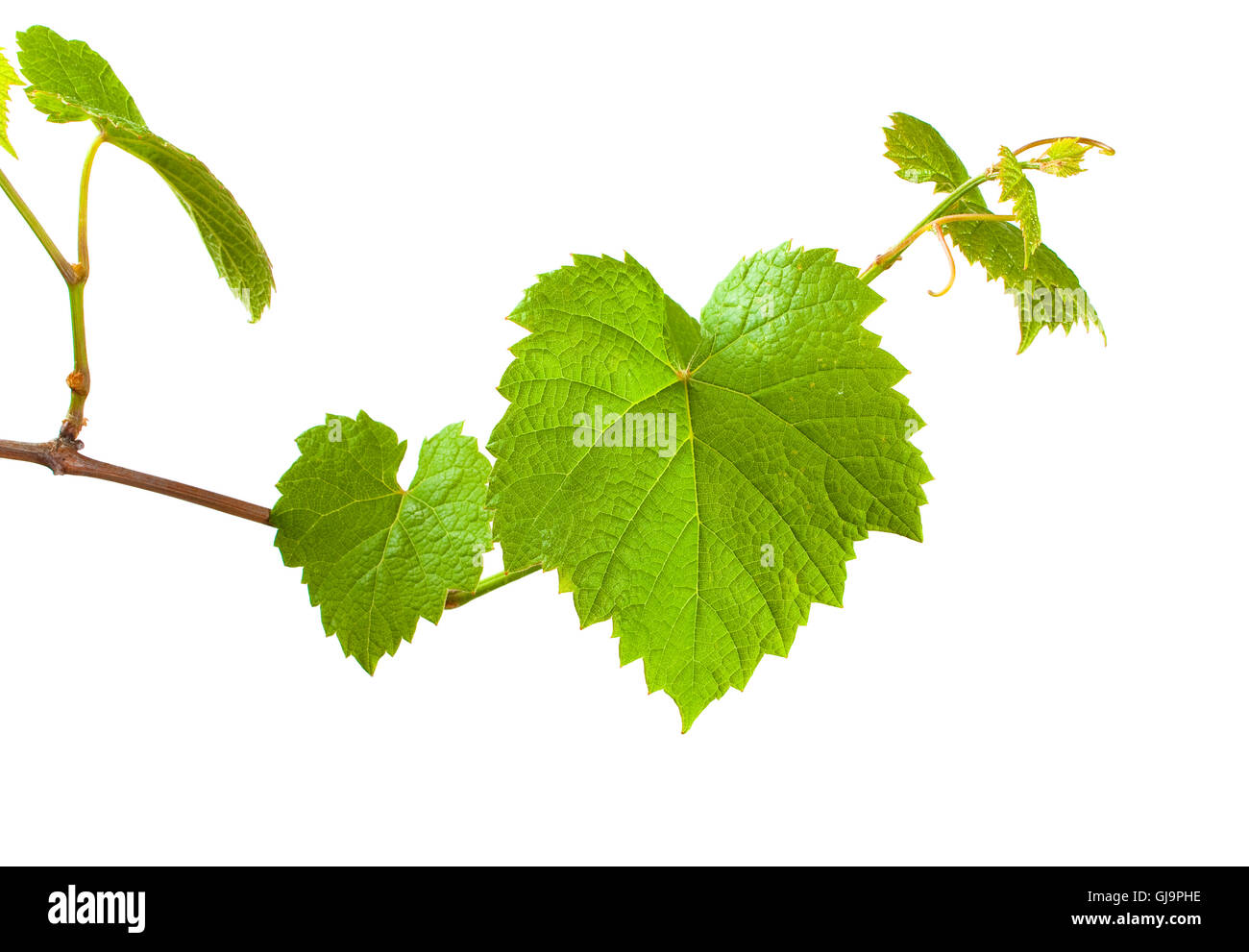 green grape germ Stock Photo Alamy