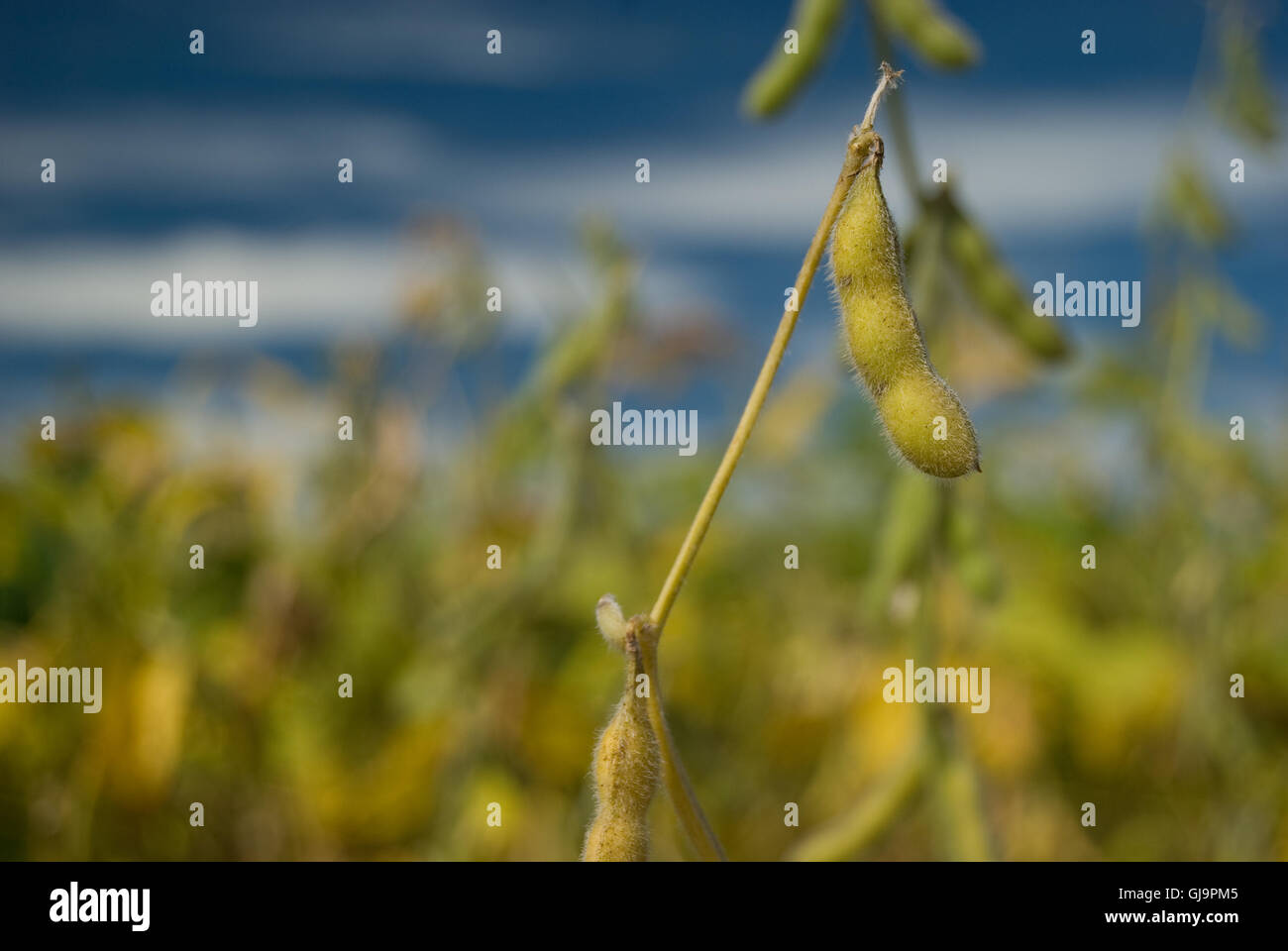 Soy bean plantation brazil hi-res stock photography and images - Alamy