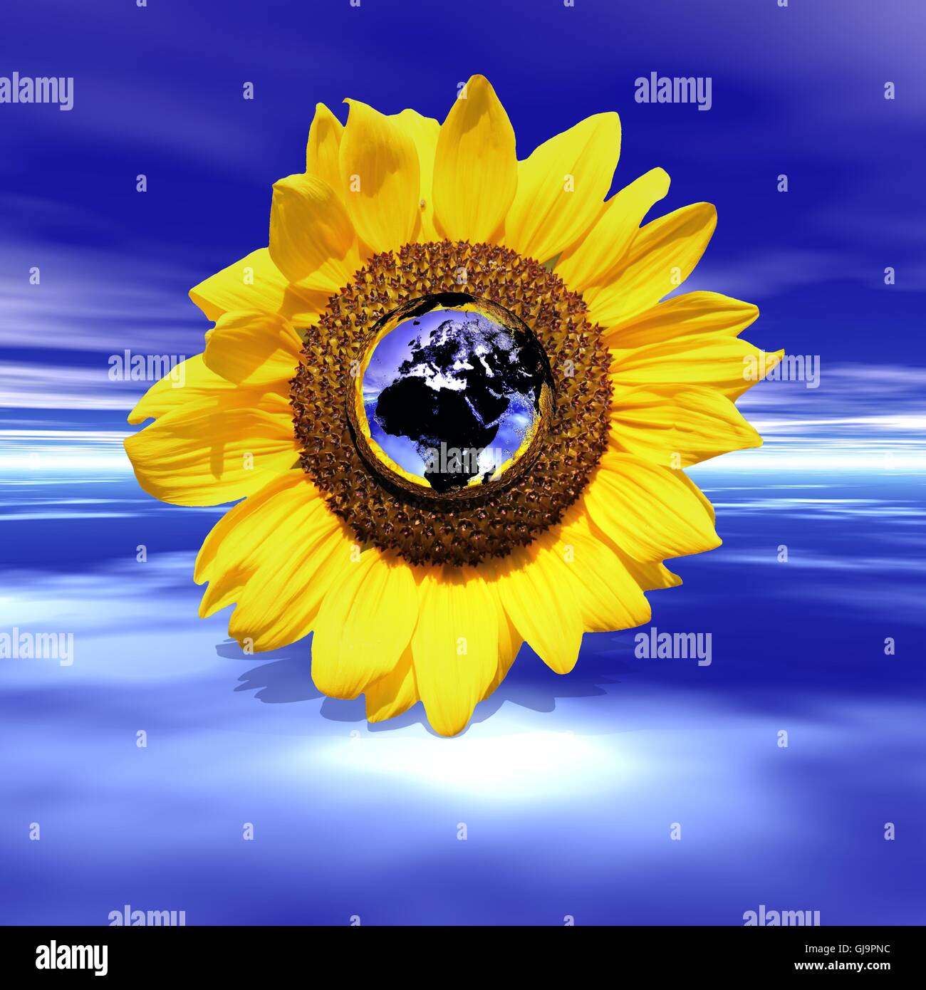 Sunflower and earth Stock Photo Alamy