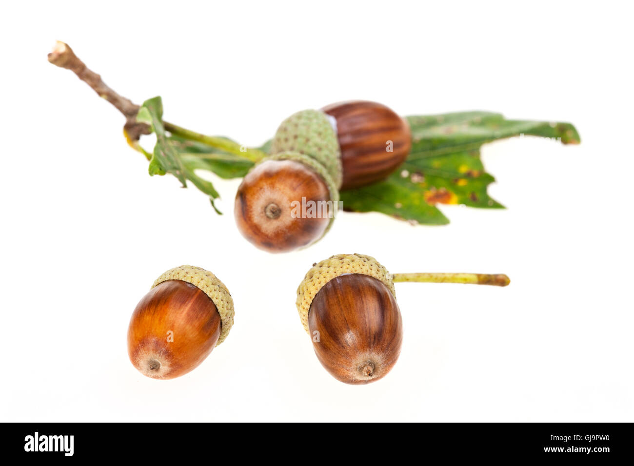 acorn nuts isolated on a clear white background Stock Photo Alamy