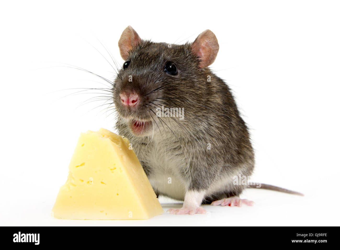 Rat with fluffy tail hi-res stock photography and images - Alamy