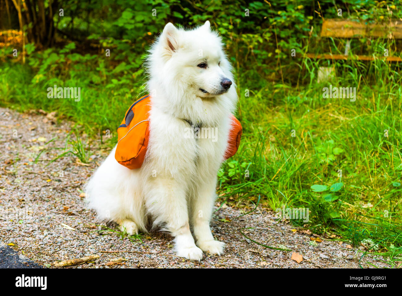 Lovely white Samoyed dog sitting with orange dog pack on his back. Stock Photo