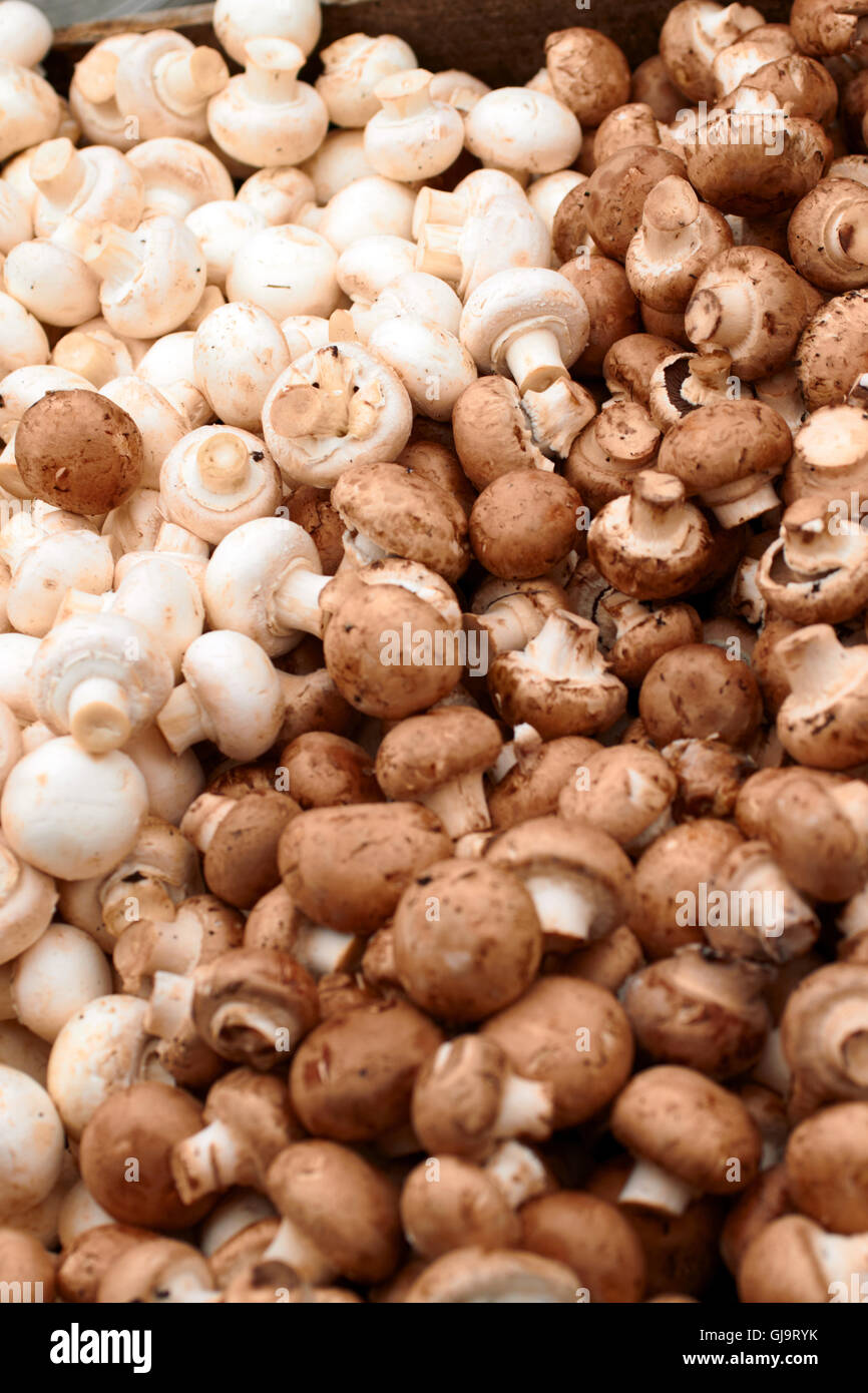 Colour image of Fresh white mushrooms Stock Photo - Alamy