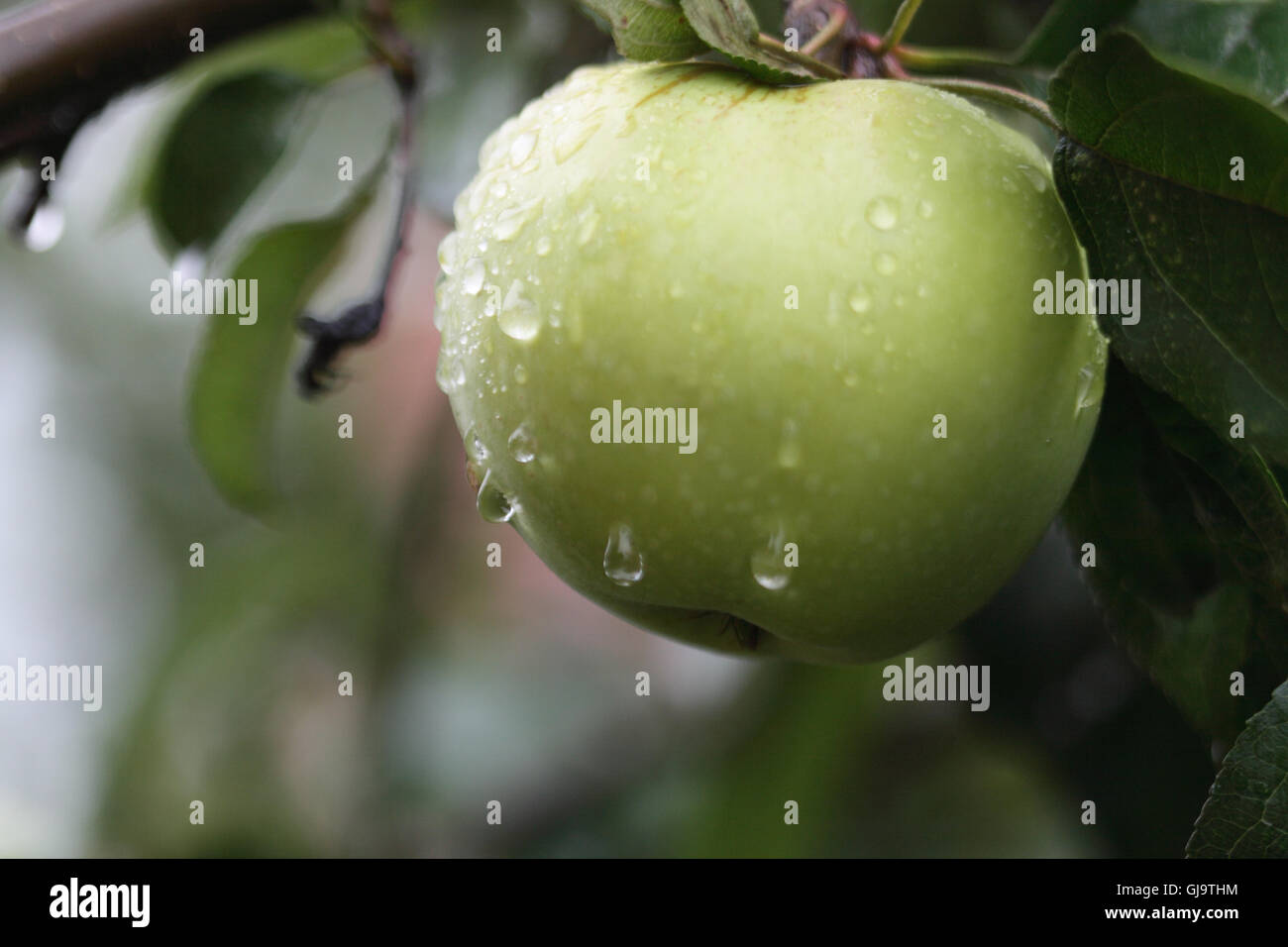Apple On Tree Stock Photo