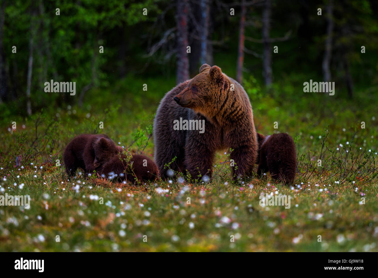 Mother brown bear and cubs hi-res stock photography and images - Alamy