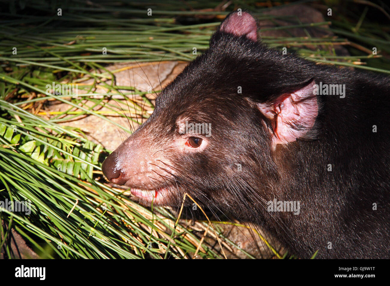 Tasmanian Devil Stock Photo