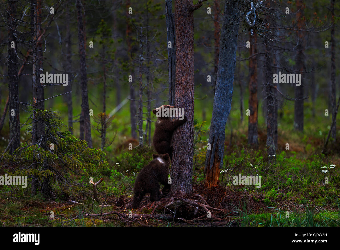Brown bear cubs climbing a tree, Finland. Stock Photo