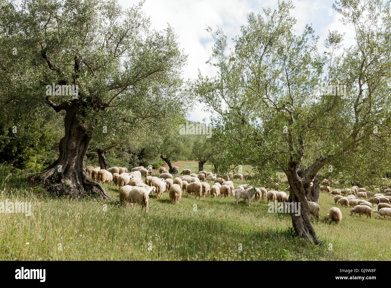 cane da pastore maremmano abruzzese