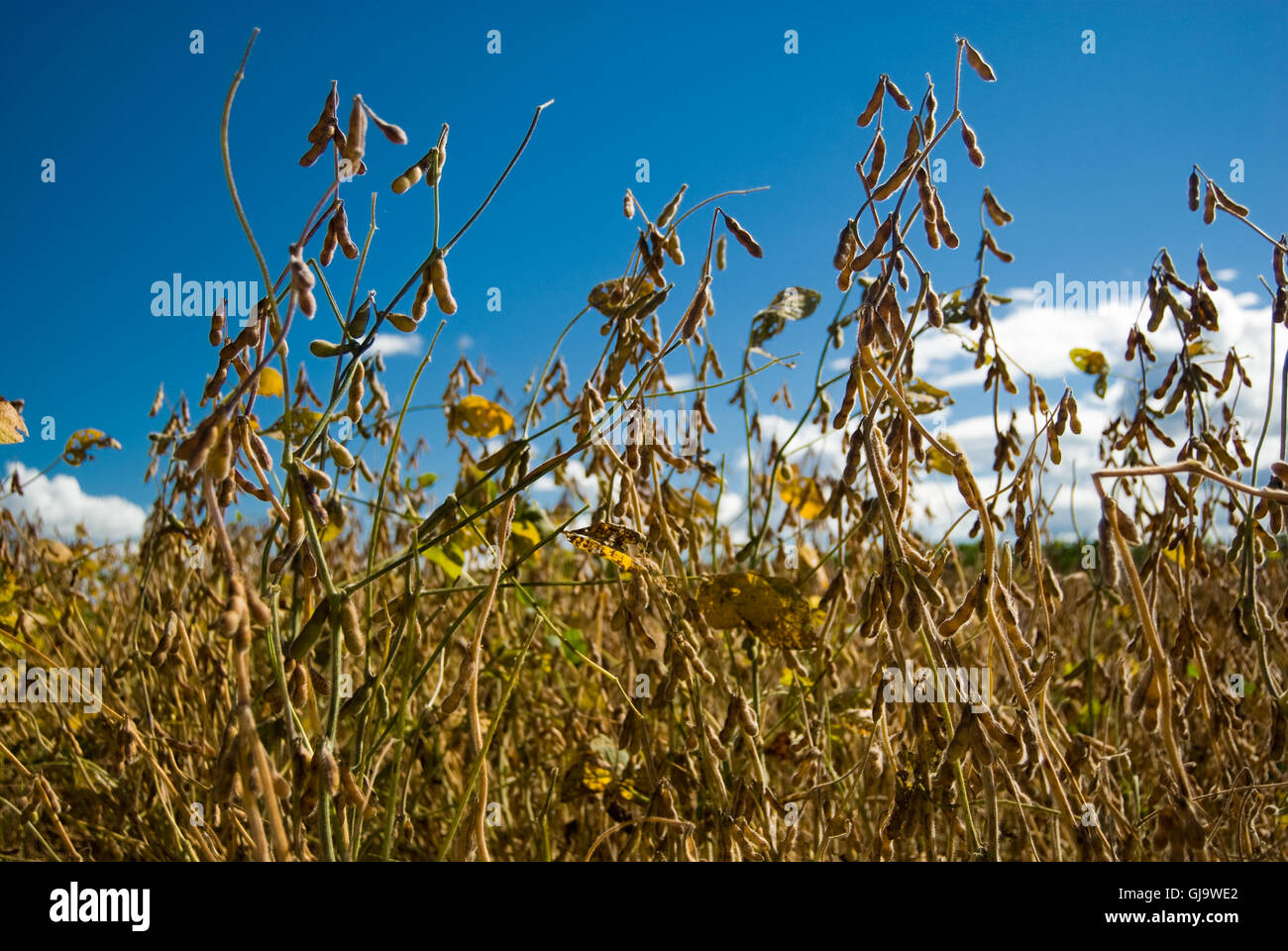 Soy bean plantation brazil hi-res stock photography and images - Alamy