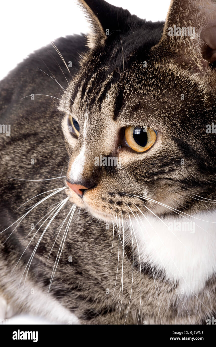 Butterfly Tabby Cat Portrait Stock Photo Alamy