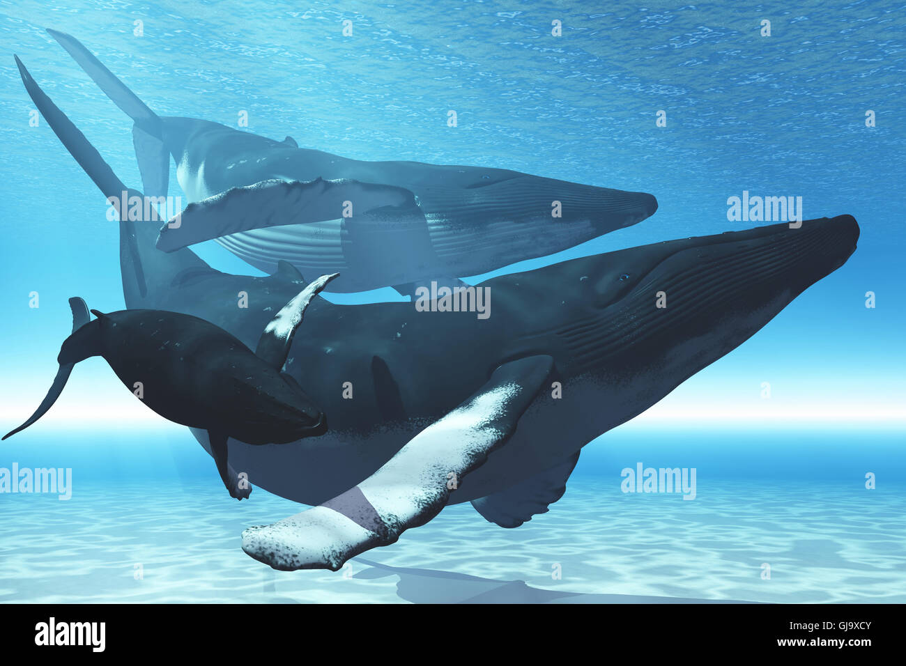 Blue whale and calf hi-res stock photography and images - Alamy