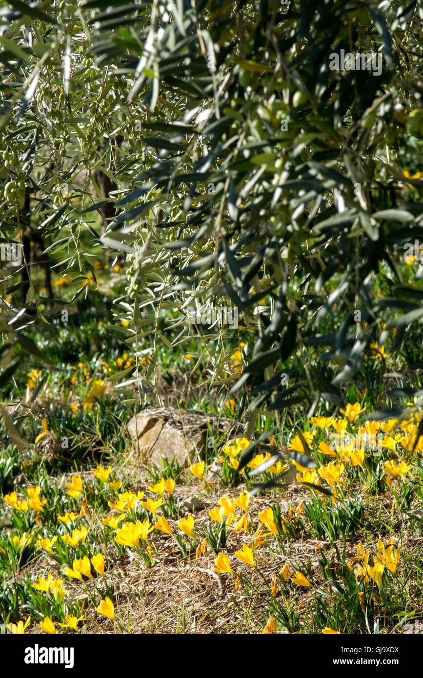 Sternbergia lutea (autumn crocus) growing wild in olive grove in Tuscany, Italy Stock Photo