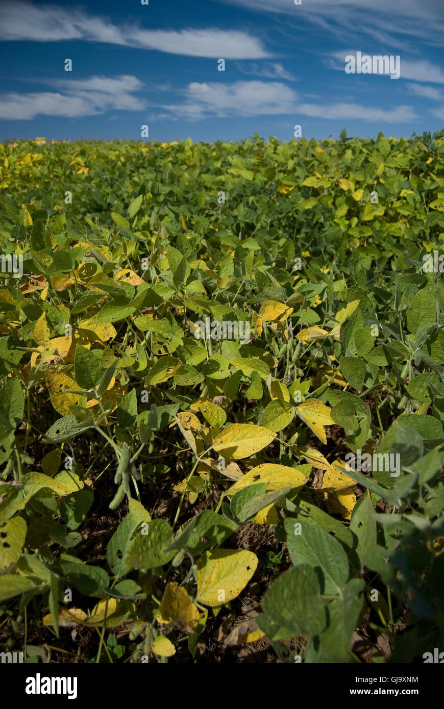 Soy bean plantation brazil hi-res stock photography and images - Alamy