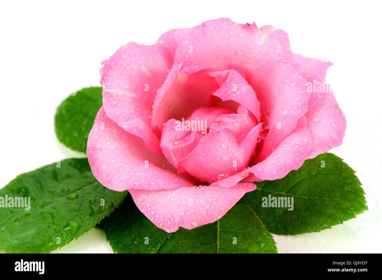 Pink rose with green leaves on white background Stock Photo - Alamy