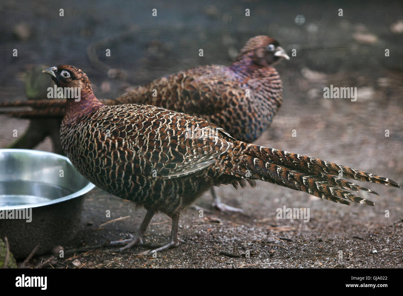 Chinese ring-necked pheasant (Phasianus colchicus torquatus). Stock Photo