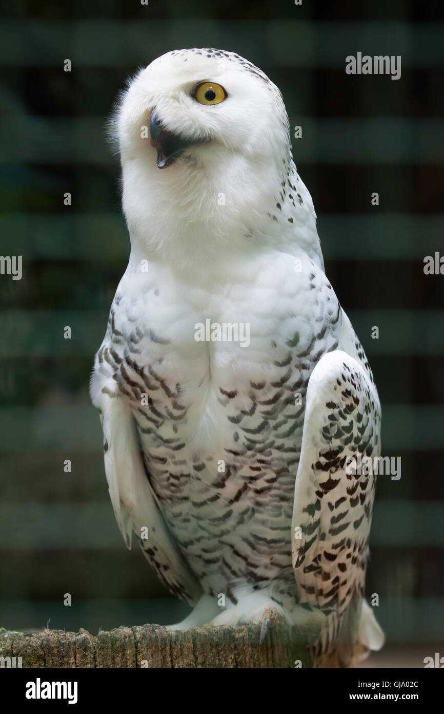 Snowy owl (Bubo scandiacus Stock Photo - Alamy