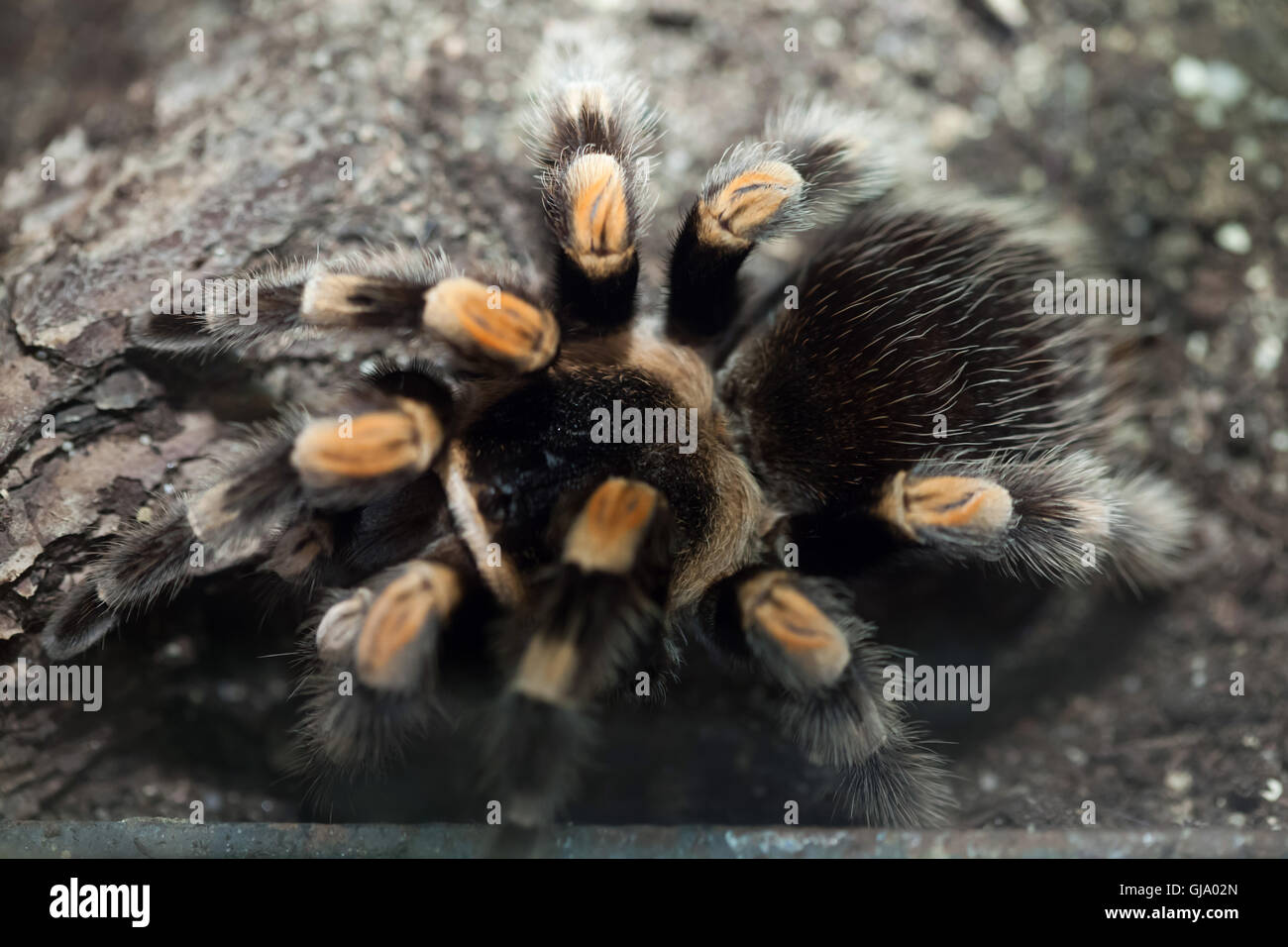 Mexican redknee tarantula (Brachypelma smithi). Stock Photo