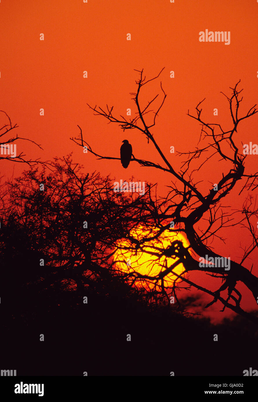 Steppe Eagle, Aquila nipalensis, silhouette at sunset with red sky, Keoladeo Ghana National Park, Bharatpur, Rajasthan, India Stock Photo