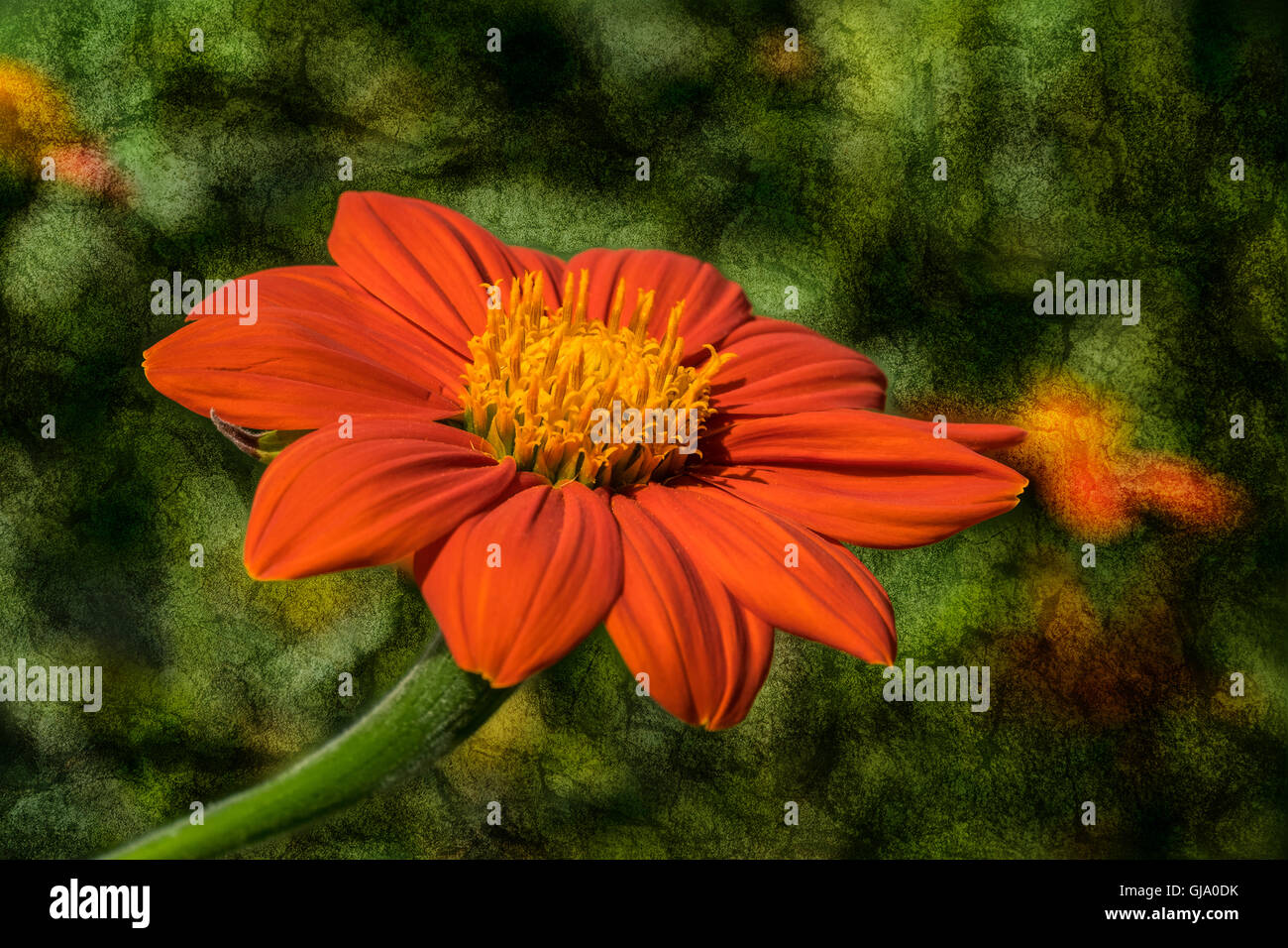 Beautiful orange Mexican Sunflower, Latin name Tithonia rotundifolia, isolated contrasted against a textured dark green backgrou Stock Photo