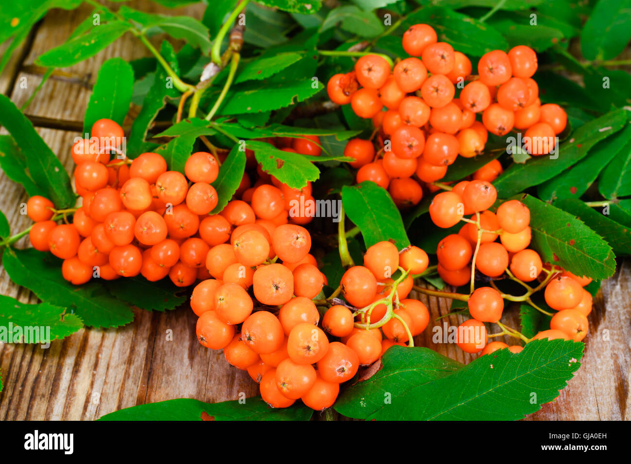 Rowan Berries and Leaves Stock Photo Alamy