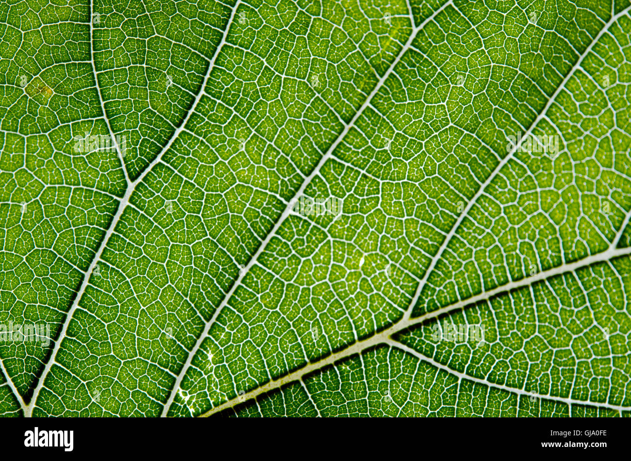 Leaf abstract background texture with veins Stock Photo