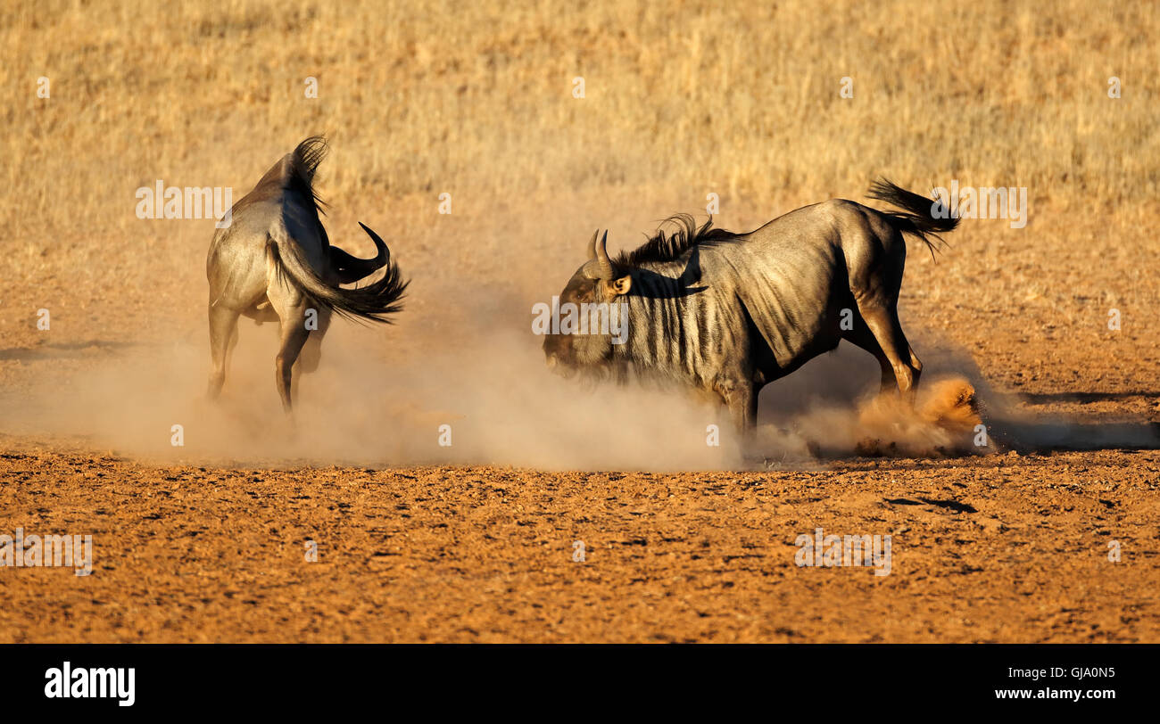 Two male blue wildebeest Connochaetes taurinus) fighting for territory, Kalahari desert, South Africa Stock Photo