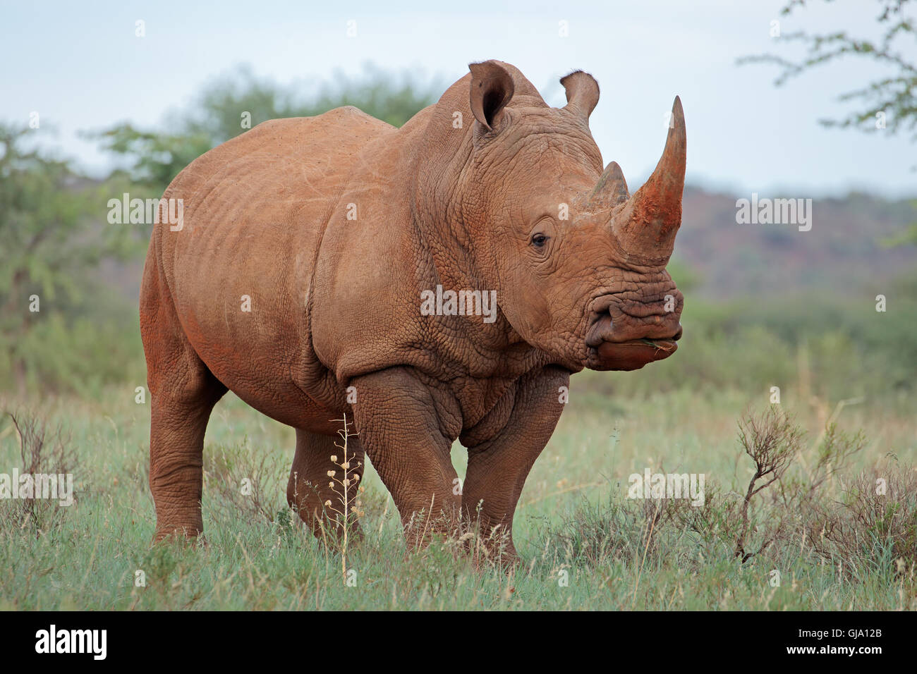 A white rhinoceros (Ceratotherium simum) in natural habitat, South Africa Stock Photo