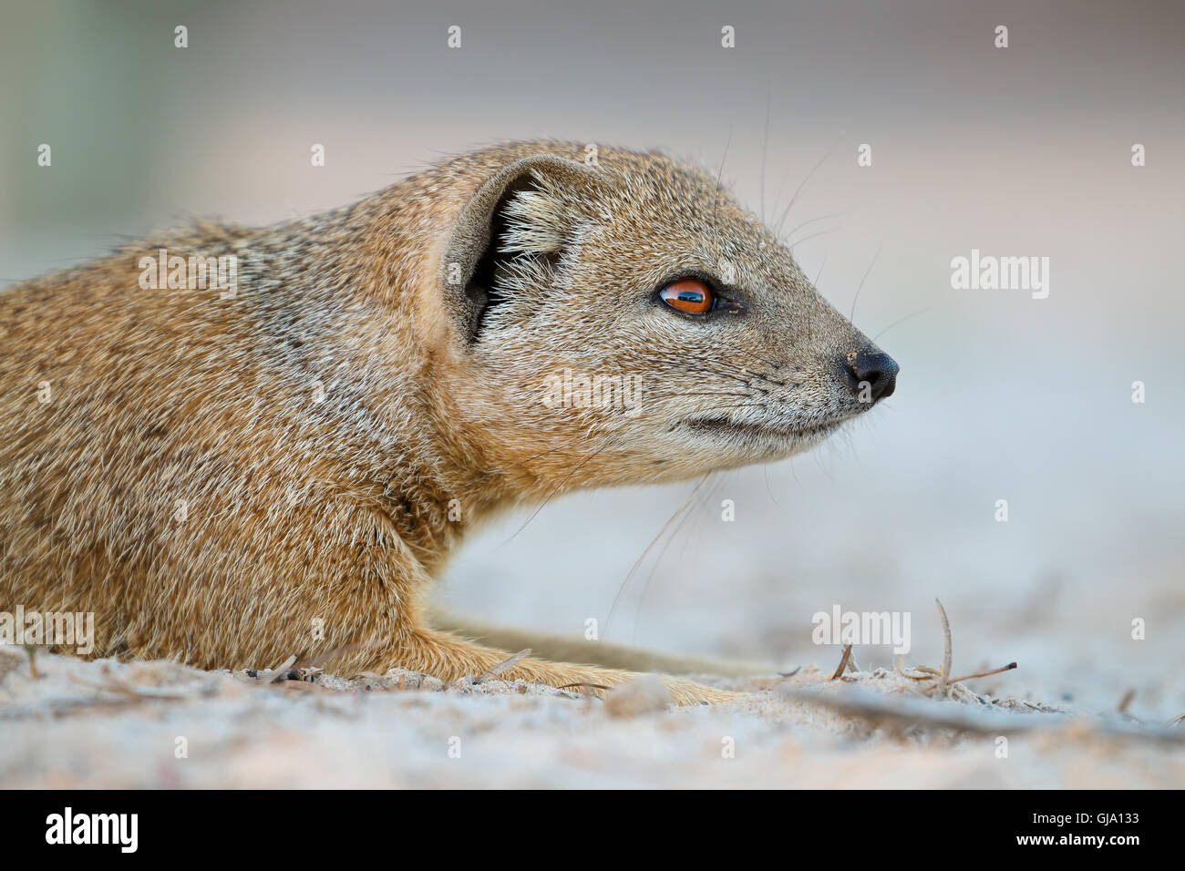 Portrait of a yellow mongoose (Cynictus penicillata), Kalahari desert, South Africa Stock Photo