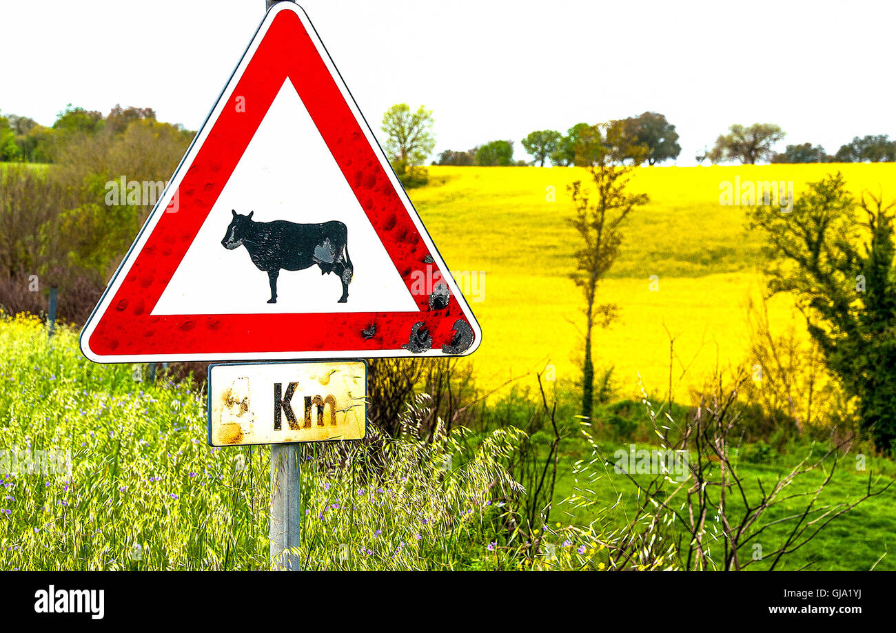 countryside cow sign background Stock Photo