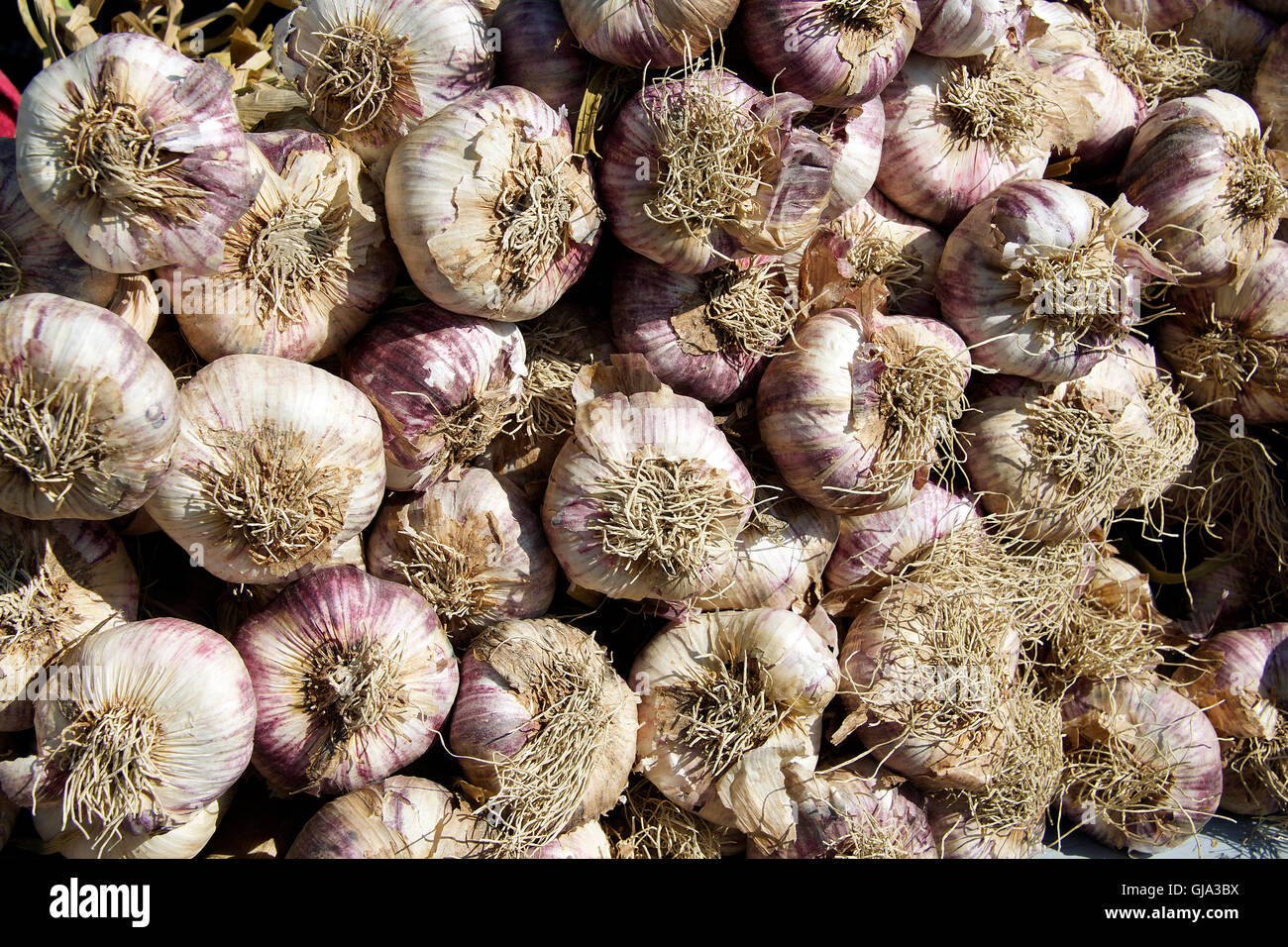 Large garlic bulbs Apt market Luberon Provence France Stock Photo