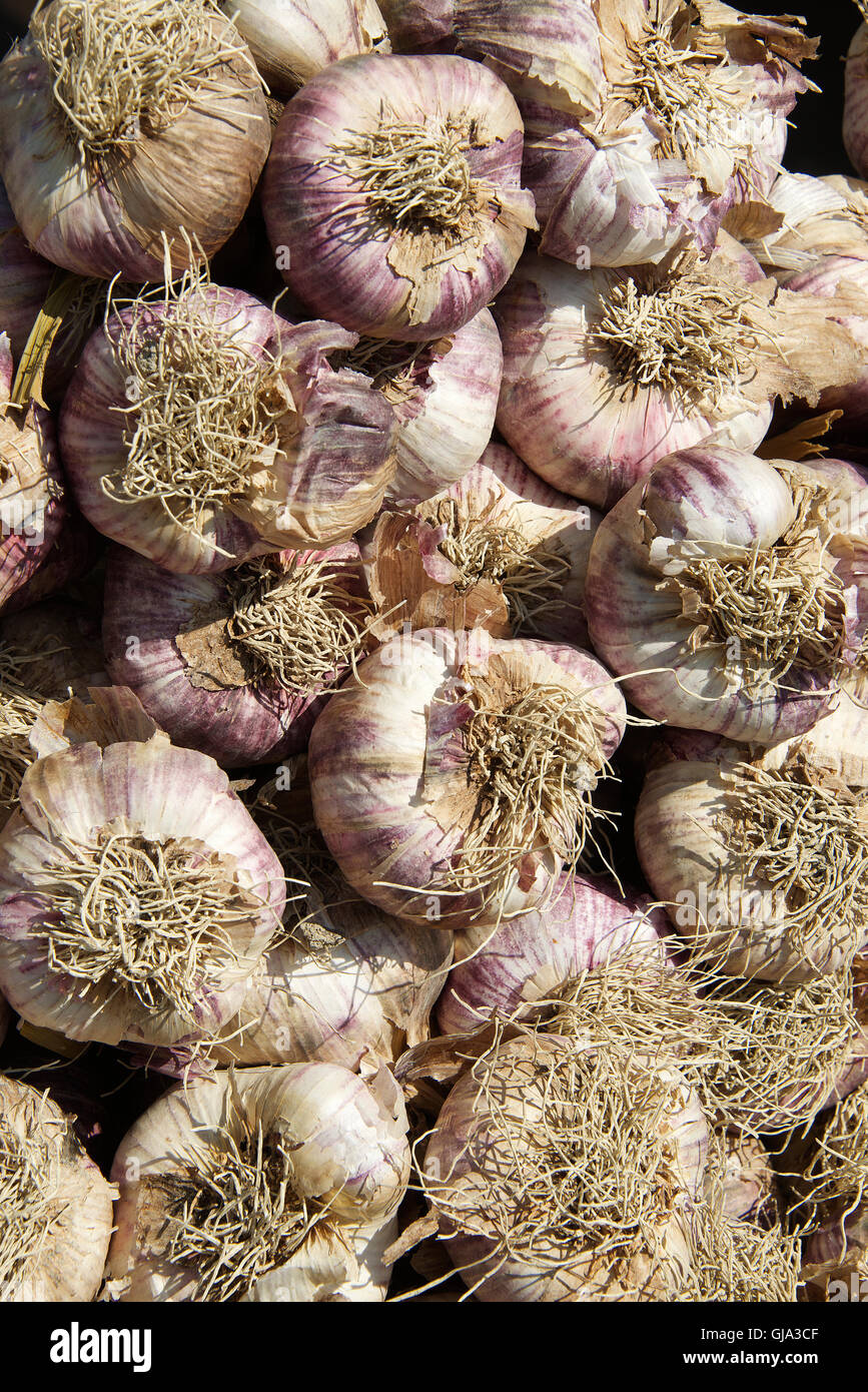 Large garlic bulbs for sale Apt market Luberon Provence France Stock Photo