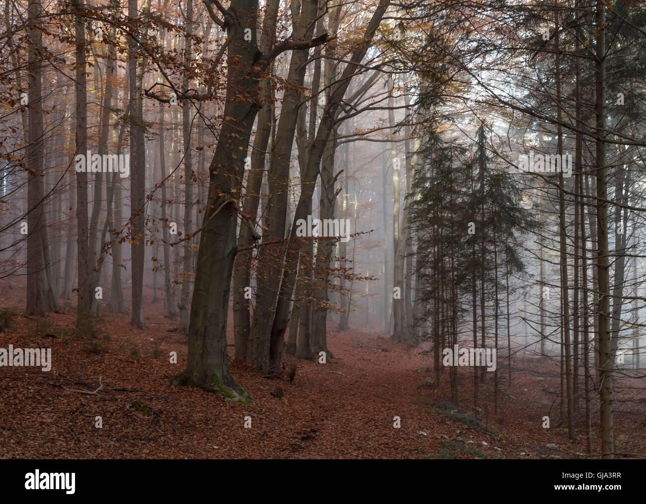 Autumn fog in the mountain forest Stock Photo - Alamy