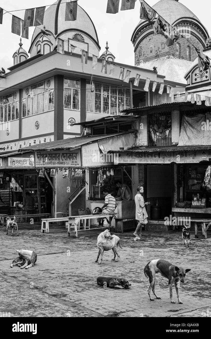 Stray dogs infested with mange scratch and scavenge outside open air restaurants near Kalighat Hindu temple. Stock Photo